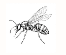 Mud Daubers
