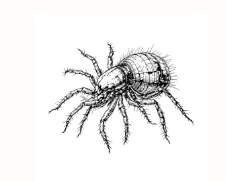 Chiggers

