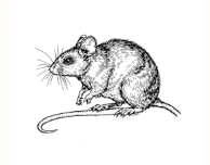Mice &amp; Rats

