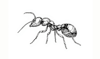 Ants
