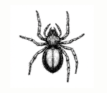 Spiders
