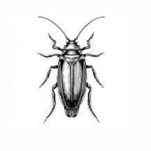 Cockroaches
