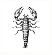 Scorpions
