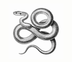 Snakes
