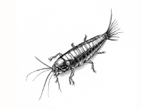 Silverfish
