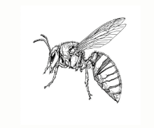 Wasps &amp; Hornets
