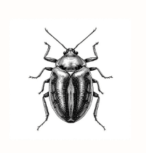 Bed Bugs
