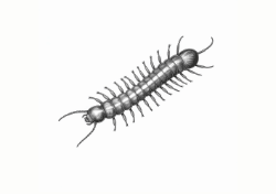 Centipedes
