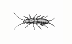 Earwigs
