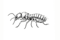 Termites
