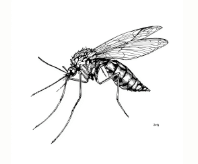 Mosquitoes
