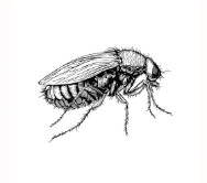 Fleas &amp; Ticks

