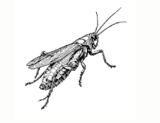 Crickets
